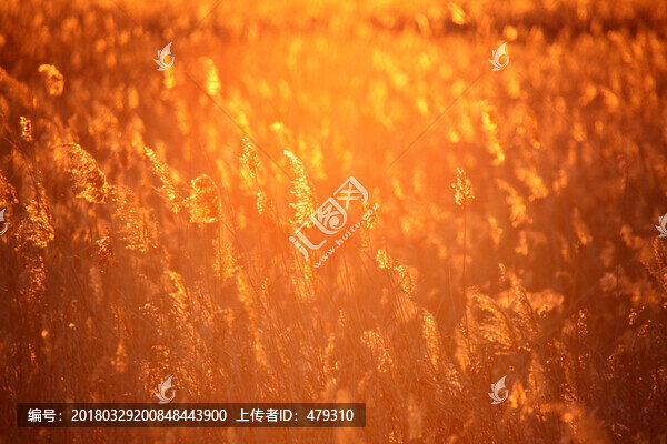 蘆葦,逆光攝影,濕地