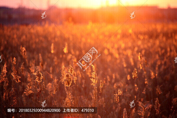蘆葦,逆光攝影,濕地