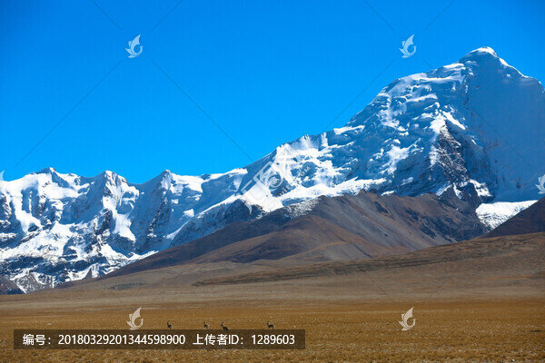 雪山下的藏羚羊