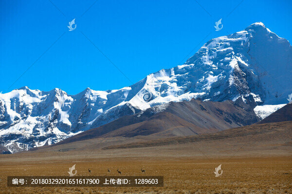 雪山下的藏羚羊
