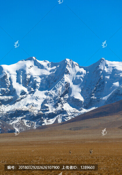 雪山下的藏羚羊