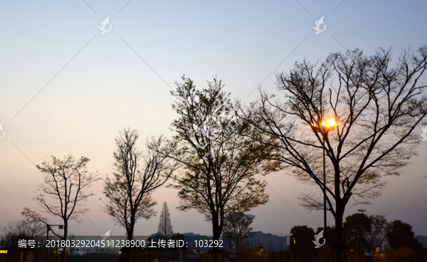 黃昏樹(shù)影