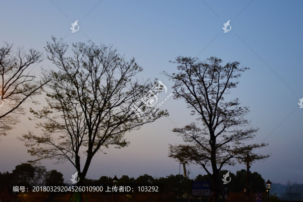 樹(shù)的剪影