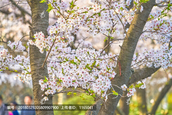 櫻花