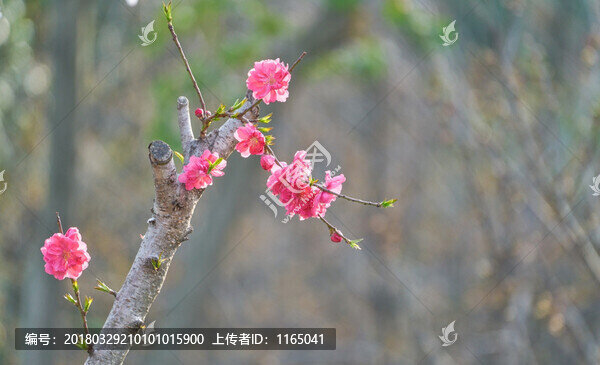 桃花