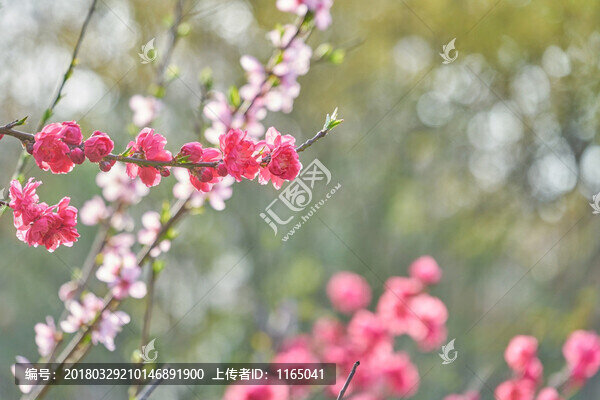 桃花