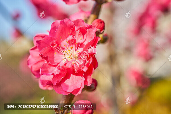 高清桃花