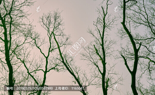 枯樹枝
