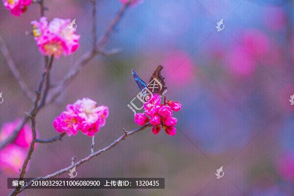 梅花