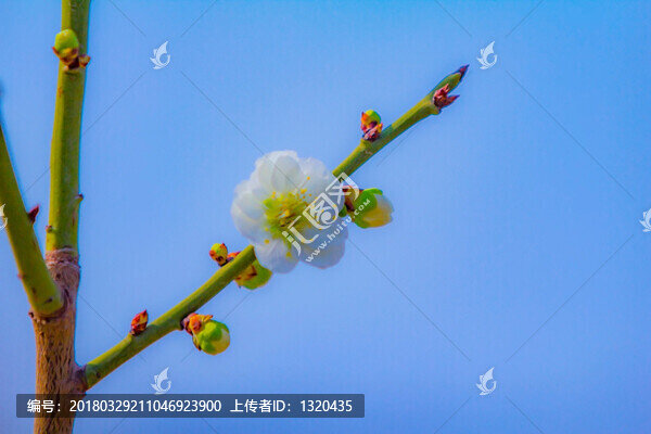 梅花