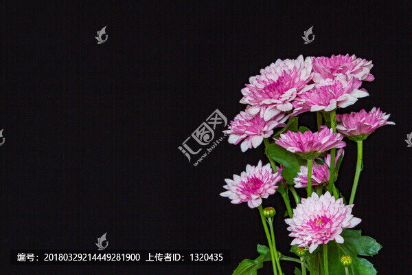 北京夏菊