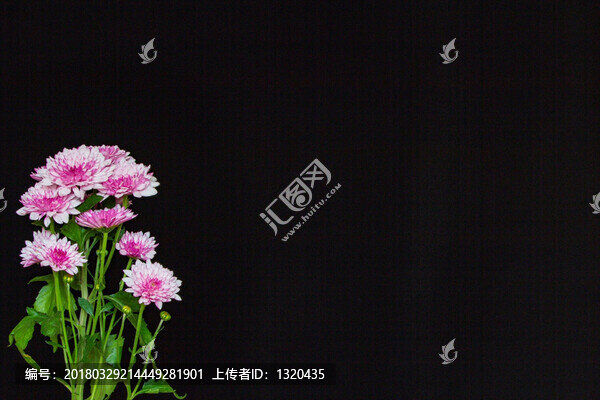 北京夏菊
