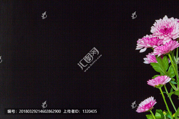 北京夏菊