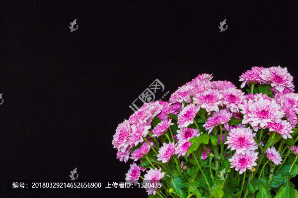 北京夏菊