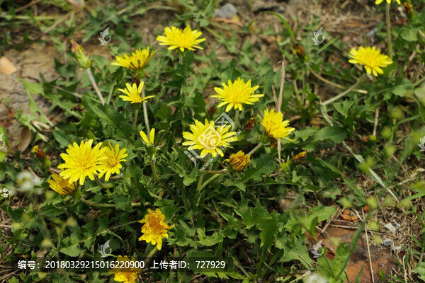 蒲公英植株