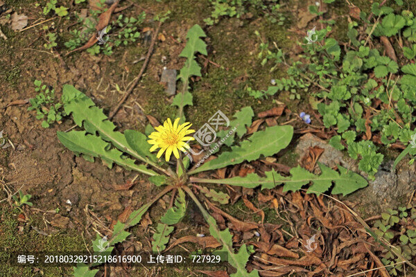 野地上的蒲公英