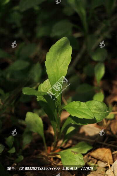 馬蘭頭植株