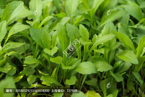 馬蘭頭植株