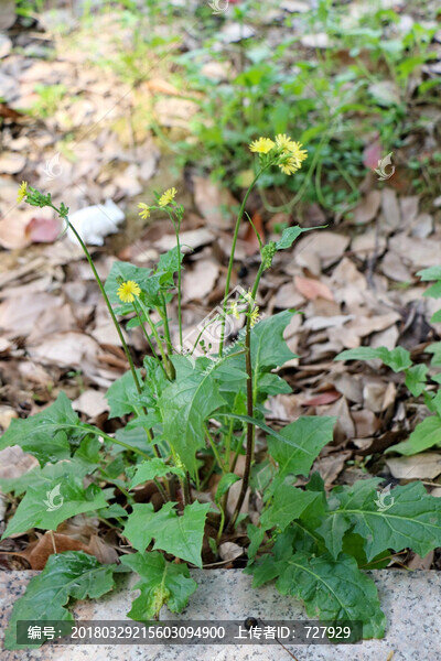 黃鵪菜植株