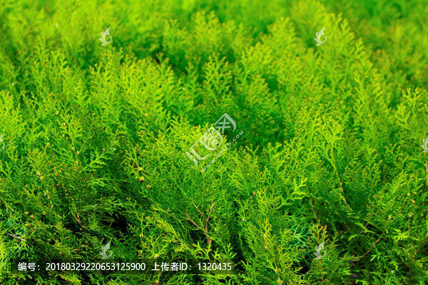 松柏