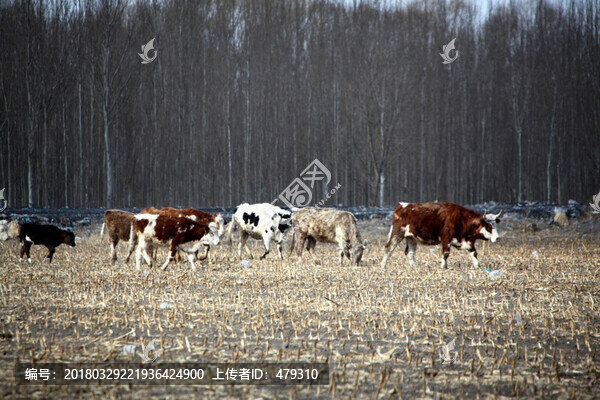 羊,牛羊,農(nóng)業(yè)