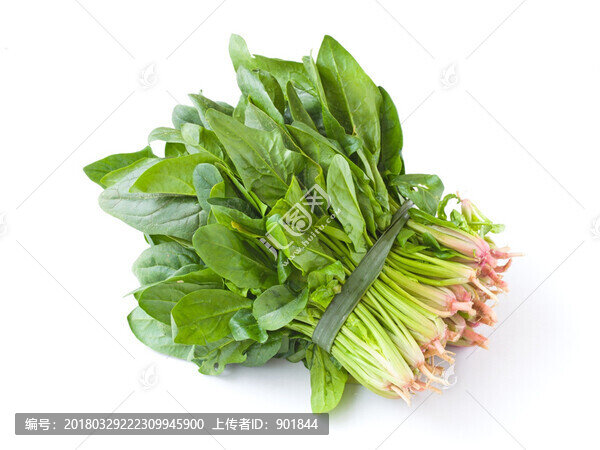 波菜白色背景圖片