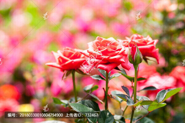 美麗的月季花