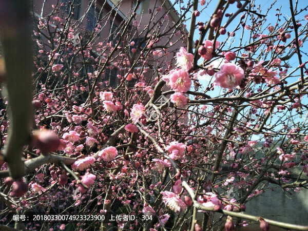 梅花