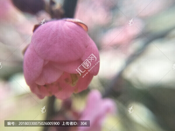 梅花
