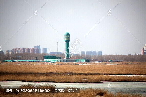 濕地,蘆葦,春天,早春,大慶