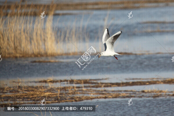 IM濕地,蘆葦,春天,鳥,早春