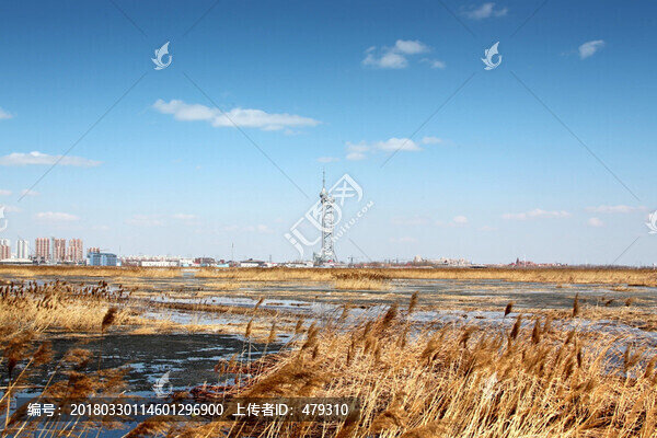 濕地,蘆葦,鳥,春天,早春