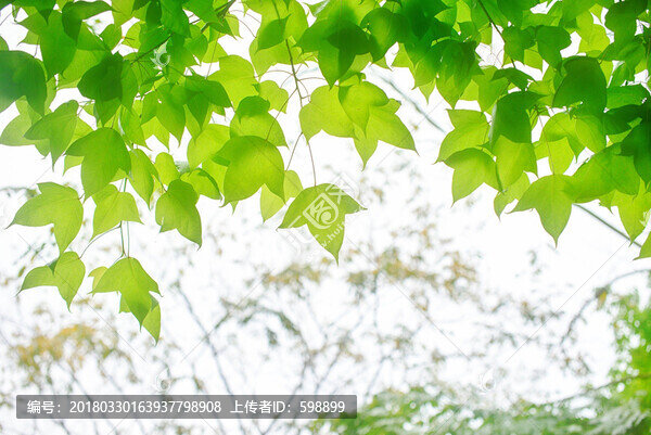 高清綠葉背景花邊