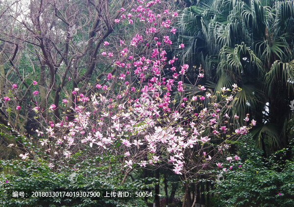 玉蘭花