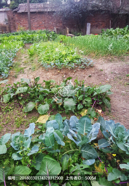 農(nóng)家小菜園