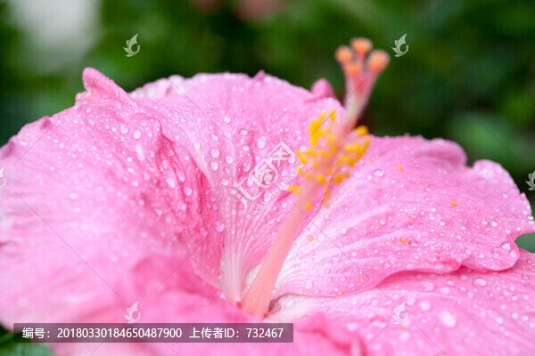 大葉扶桑花