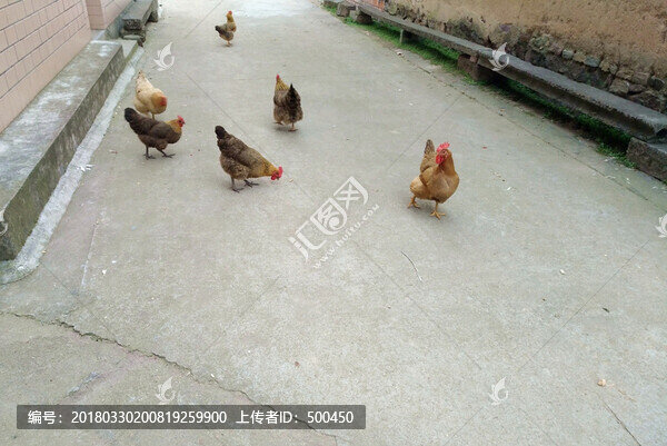 農(nóng)村散養(yǎng)雞