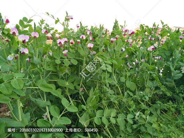 蠶豆植株