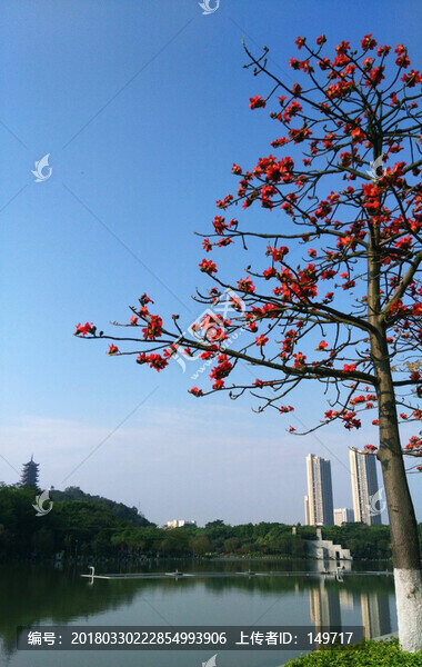 廣東佛山千燈湖公園木棉花