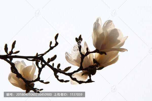 玉蘭花,高調(diào)