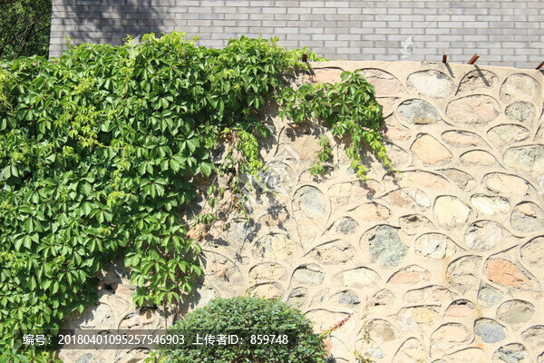 爬山虎石頭墻植物墻
