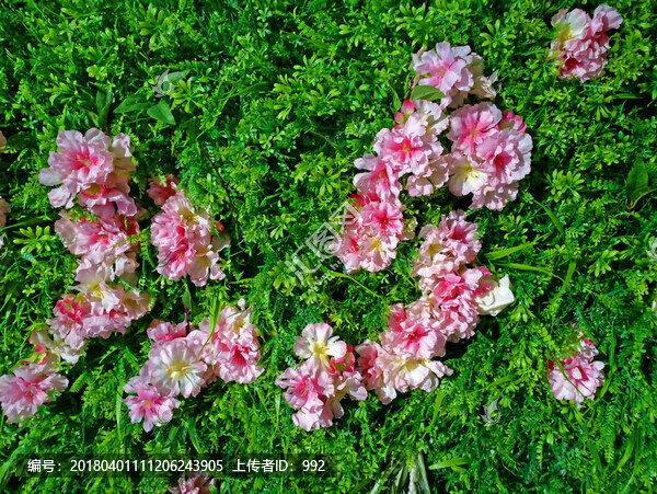 綠色植物墻