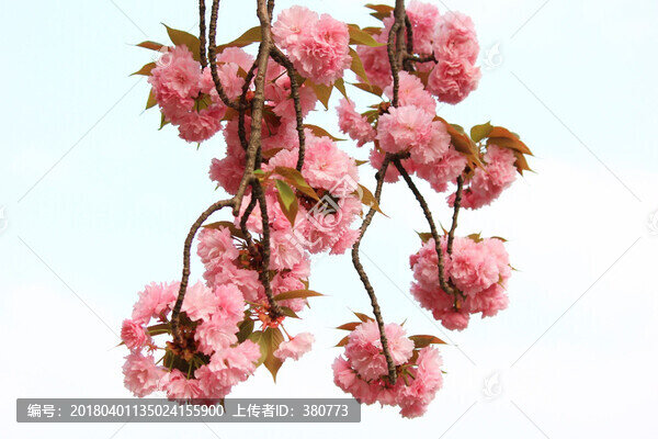 櫻花