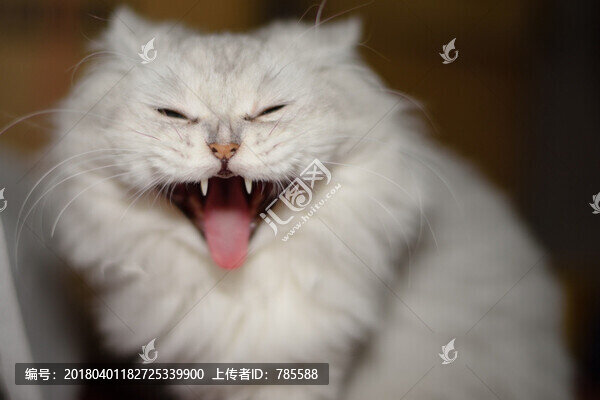 金吉拉