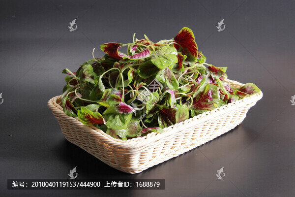 紅汗菜