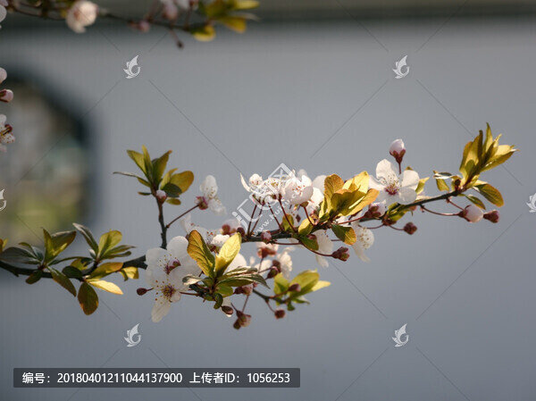 紫葉李