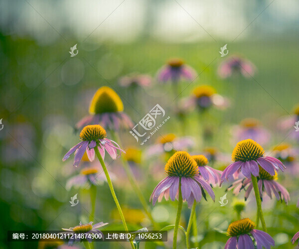 松果菊