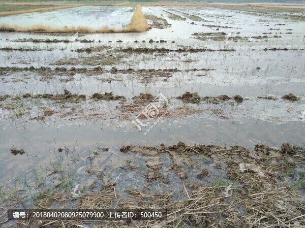 農(nóng)田犁地,水稻田