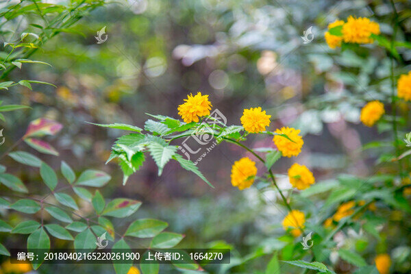 棣棠花