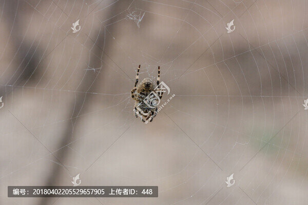 蜘蛛,掛在蜘蛛網(wǎng)上的蜘蛛,動(dòng)物